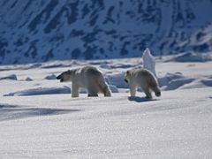 11A A Polar Bear And Her Cub Close Up Run Away From Us On Day 4 Of Floe Edge Adventure Nunavut Canada